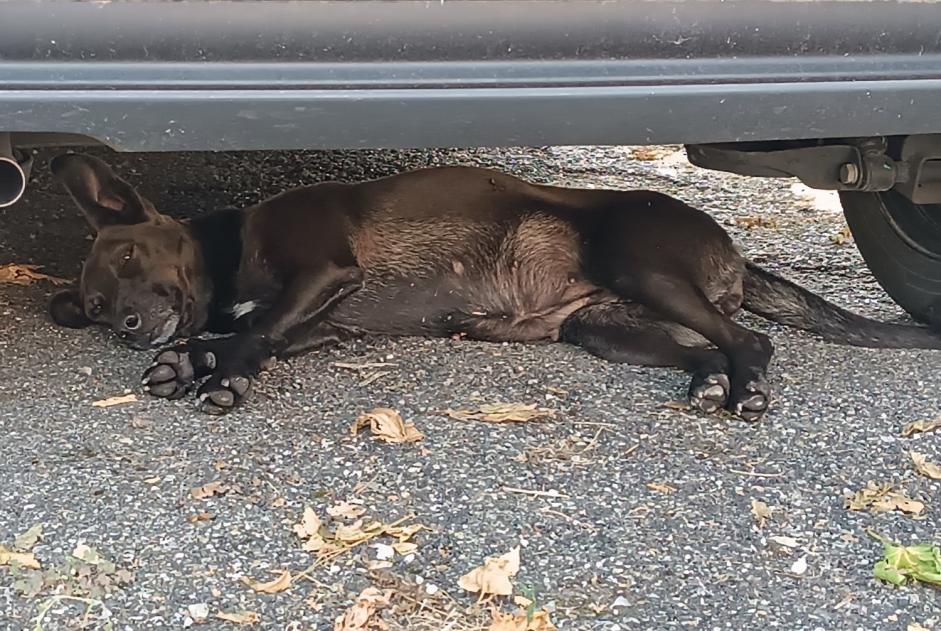 Fundmeldung Hund Weiblich Golfech Frankreich