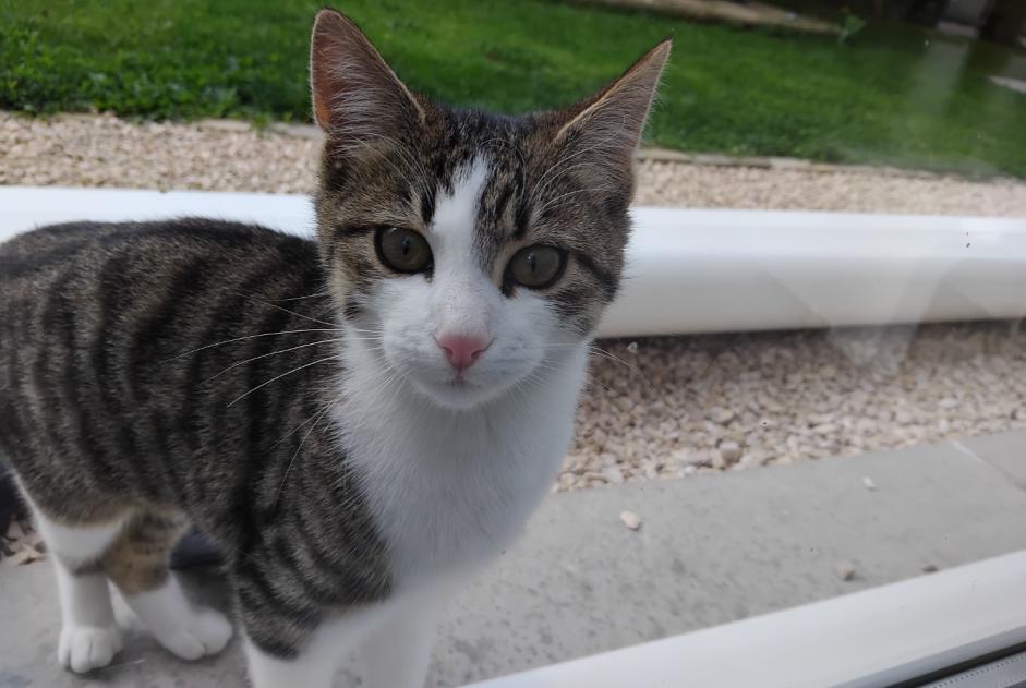 Fundmeldung Katze Weiblich Saint-Symphorien-de-Lay Frankreich