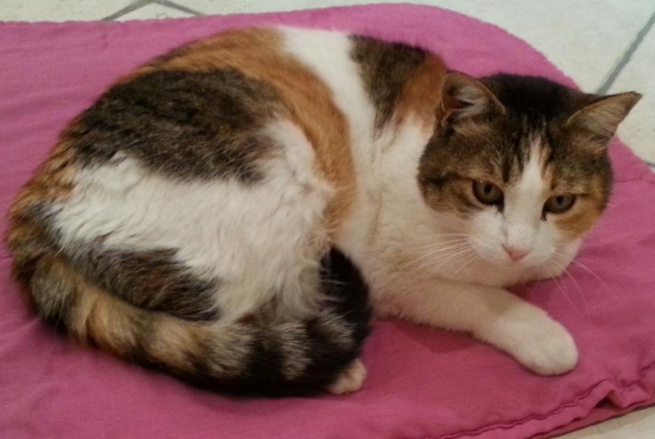 Vermisstmeldung Katze  Weiblich , 13 jahre Tullins Frankreich