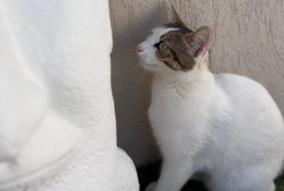 Vermisstmeldung Katze rassenmischung Weiblich , 2 jahre Pignans Frankreich