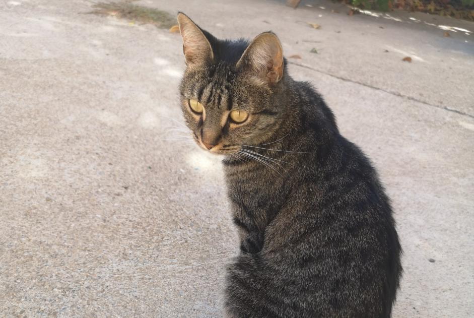 Discovery alert Cat Female Ponteilla France