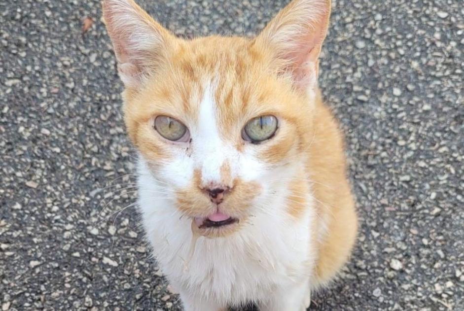 Discovery alert Cat Male Migennes France