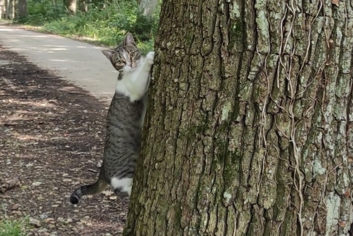 Disappearance alert Cat  Female , 1 years Boissy-Mauvoisin France