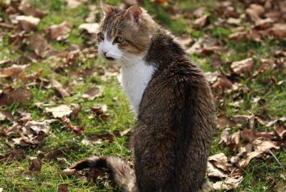 Alerta de Desaparición Gato  Macho , 18 años Dolus-d'Oléron Francia