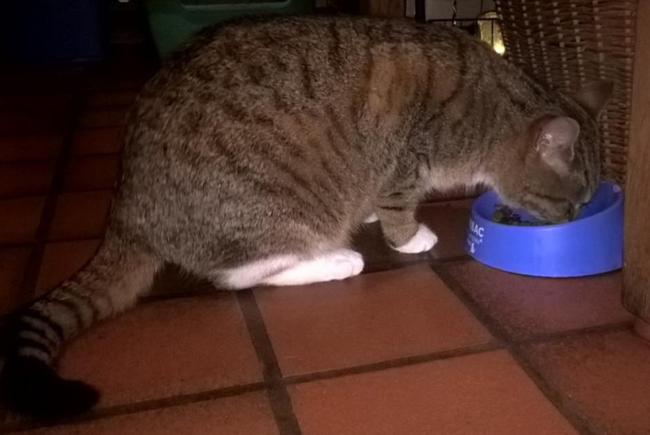 Alerta de Desaparición Gato  Hembra , 8 años Steenwerck Francia