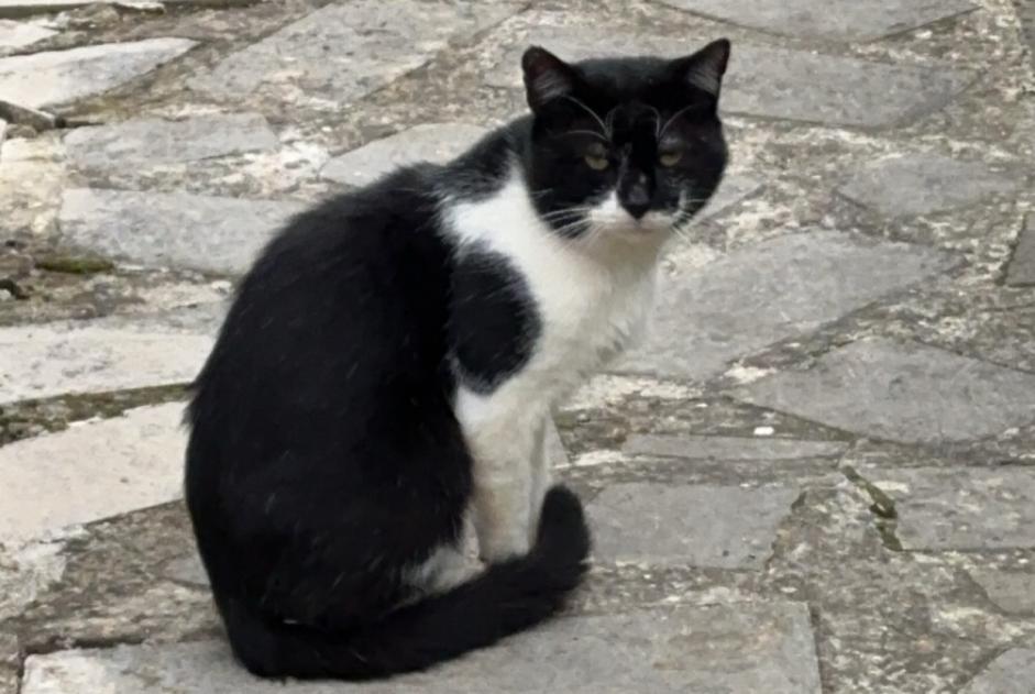 Alerta de Hallazgo Gato cruce Macho Magny Francia