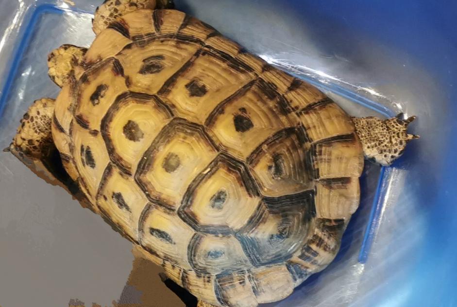 Alerta de Desaparición Tortuga Macho , 2024 años Amboise Francia