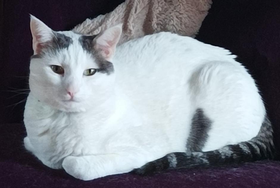 Alerte Disparition Chat croisement Mâle , 3 ans Saintes France