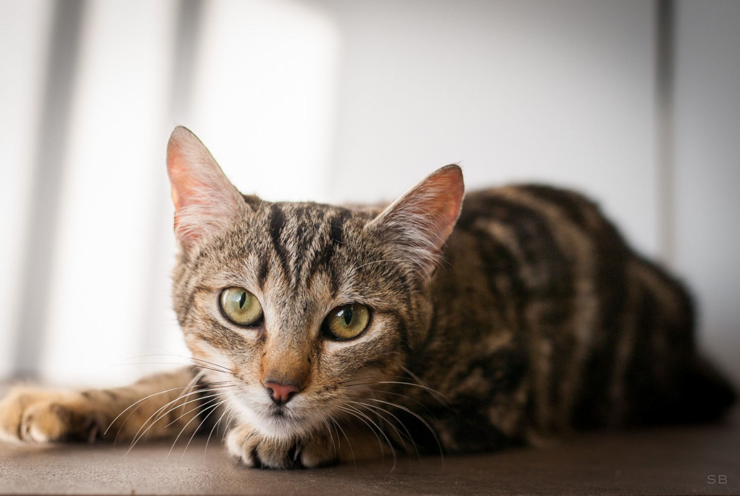 Avviso scomparsa Gatto  Femmina , 2 anni Saint-Egrève Francia