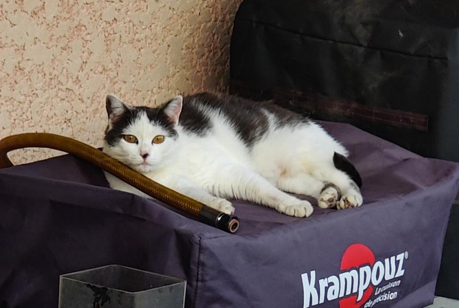 Avviso scomparsa Gatto Femmina , 5 anni Lupé Francia