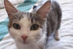 Avviso scomparsa Gatto Femmina , 7 anni Sin-le-Noble Francia