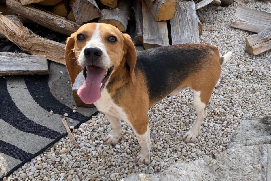 Ontdekkingsalarm Hond  Mannetje Longèves Frankrijk