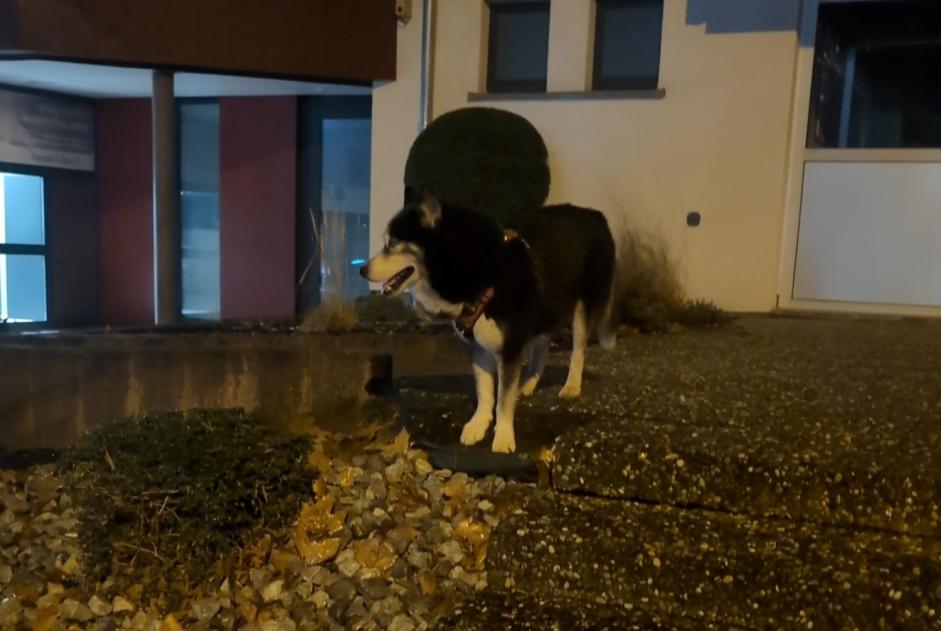 Alerta descoberta Cão  Desconhecido Haguenau France