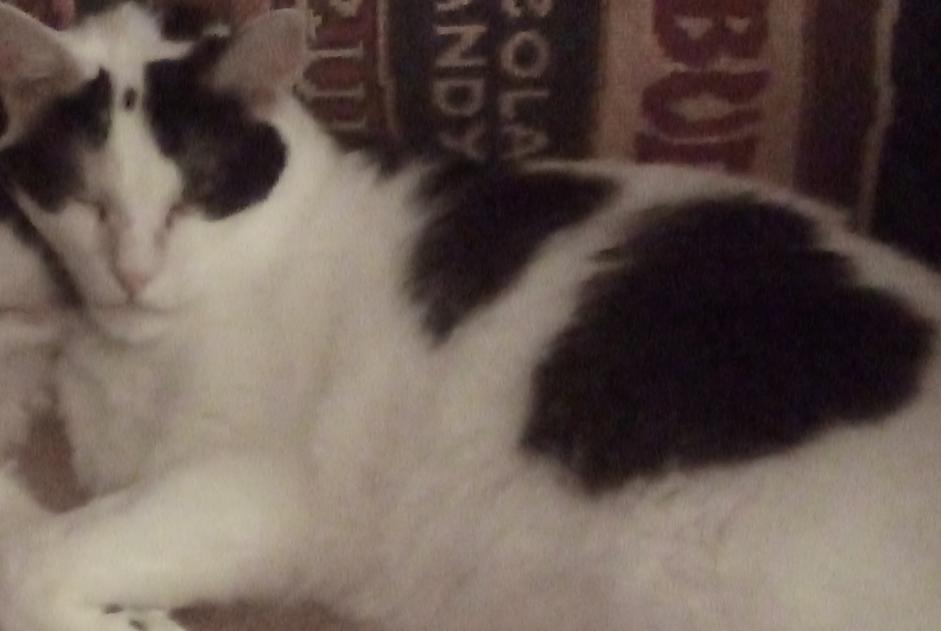 Alerta desaparecimento Gato cruzamento Macho , 11 anos Douai France