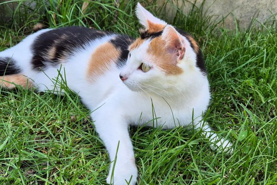 Alerta desaparecimento Gato Fêmea , 2 anos Bizanos France