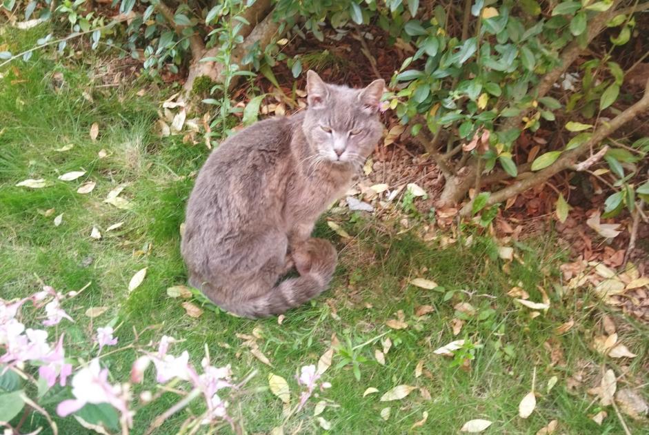 Alerta descoberta Gato Desconhecido Saint-Martin-Boulogne France